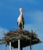 stork.jpg