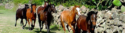 Rancho MExicana, Mexico