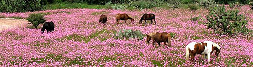 Rancho Mexicana, Mexico