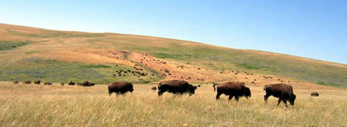 Buffalo