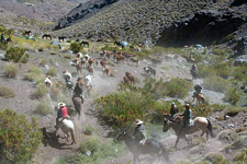 High Andes Cattle Drive