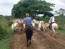 Casanare Cattle Drive
