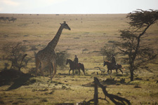 Masai Mara Ride - Aloe Blossom