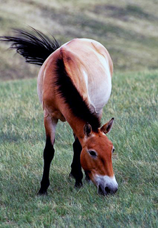 Hustai National Park - Przewalskii Horse
