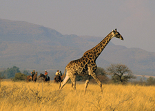 Riding in Southern Africa