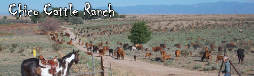 Chico Cattle Ranch
