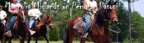 Magnolia Midlands on Peruvian Pasos