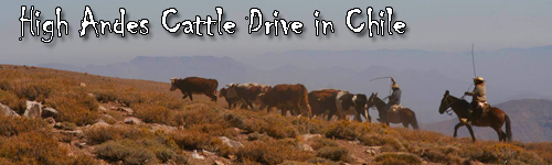 High Andes Cattle Drive