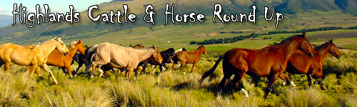 Highlands Cattle & Horse Round Up in Ecuador