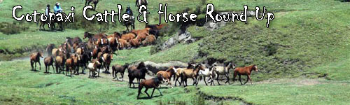 Cotopaxi Cattle & Horse Round Up in Ecuador