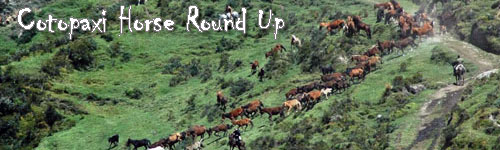 Cotopaxi Horse Round Up in Ecuador
