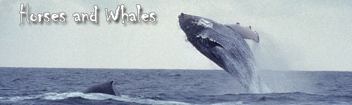 Horses and Whales