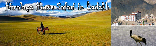 Himalaya Horse Safari