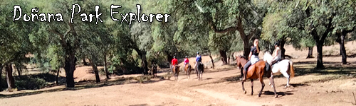 Doñana Park Explorer