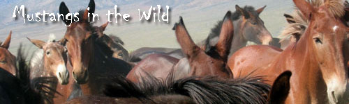 Mustangs in the Wild