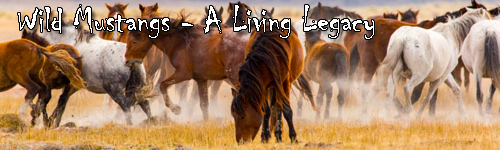 Wild Mustangs - A Living Legacy