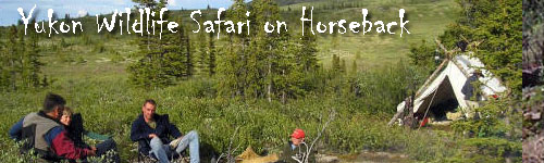 Yukon Wildlife Safari on Horseback