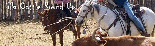 Gila Cattle Round Up