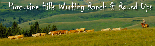 Porcupine Hills Working Ranch and Round Ups
