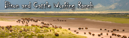 Bison & Cattle Ranch