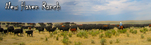 New Haven Ranch