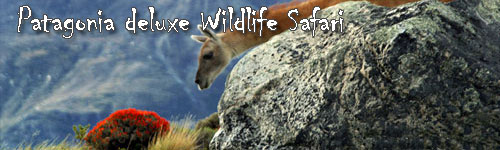 Patagonia deluxe Wildlife Safari