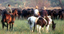 Gameviewing on Horseback