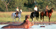 Hippo from Horseback