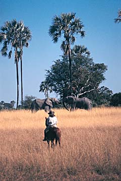 Rider viewing elephants 