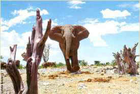 Elephant in Etosha