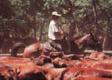 Horse riding holidays at Triple B Ranch