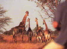 Horseback safaris - get close to African wildlife