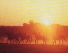 Horizon Horseback Adventures - Photo
