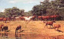 Horse back safaris and horse riding holidays at Horizon