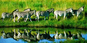 zimbabwe zebras