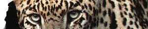Customize a safari