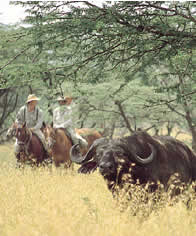 Acacia woodland