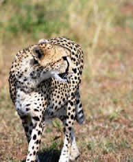 Cheetah