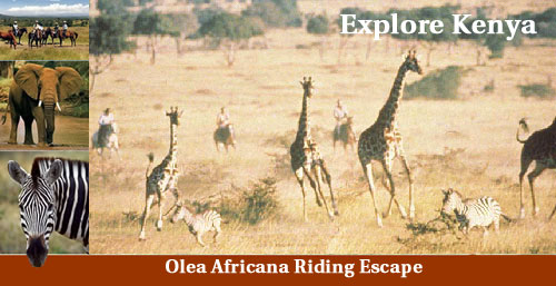 Sandai & Olea Africana Ride in Kenya with Hidden Trails