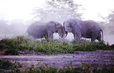 More_elephants.jpg