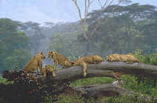 Tree Climbing Lions