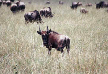 wildebeest