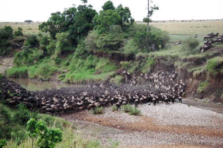 wildebeest migration
