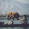Game Viewing (Courtesy Shearwater - Ruckomechi)