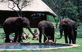 The elephants playing next to the swimming pool