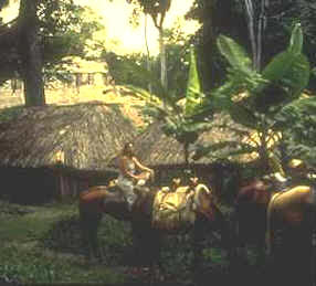 Jungle Ride