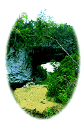PUENTE NATURAL