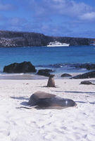 Galapagos