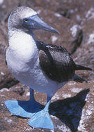 Galapagos