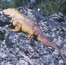 Galapagos